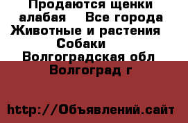 Продаются щенки алабая  - Все города Животные и растения » Собаки   . Волгоградская обл.,Волгоград г.